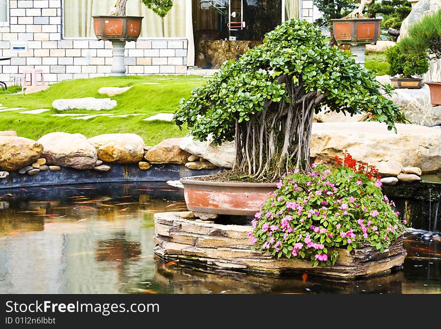 Bonsai and flowers