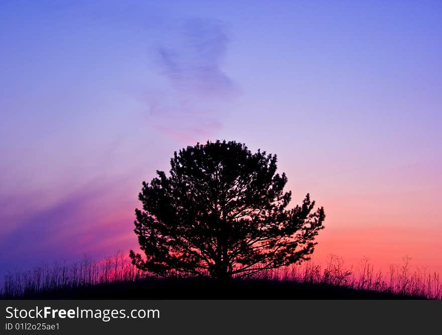 Tree at sunset on the curved field