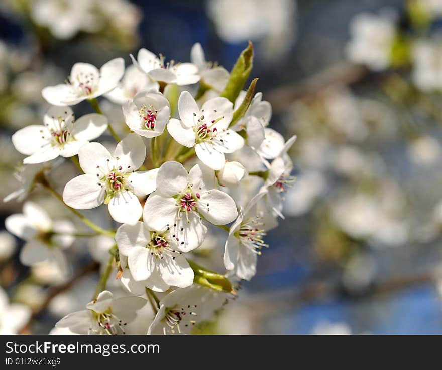 White cherry blossom against blue sky. White cherry blossom against blue sky