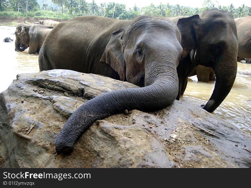 Elephant having bath in the Kandy Orphanage, in Sri Lanka. Elephant having bath in the Kandy Orphanage, in Sri Lanka.