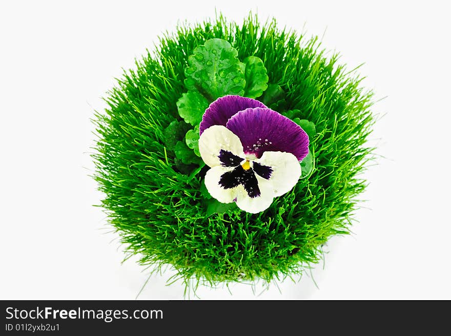 Round ball of grass with a violet in the center. Round ball of grass with a violet in the center