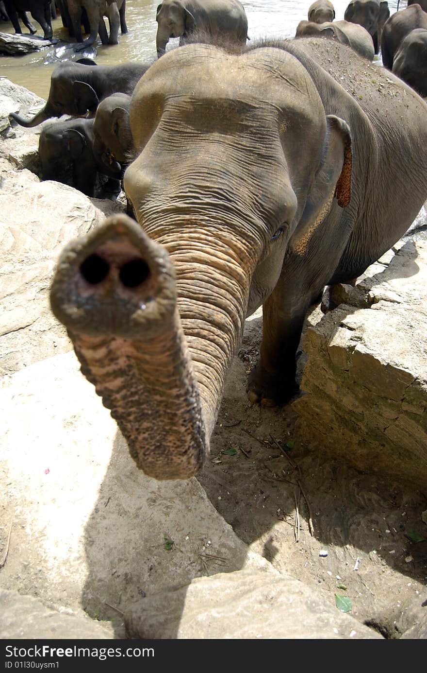 Elephant smelling me in the Kandy Orphanage, in Sri Lanka. Elephant smelling me in the Kandy Orphanage, in Sri Lanka.