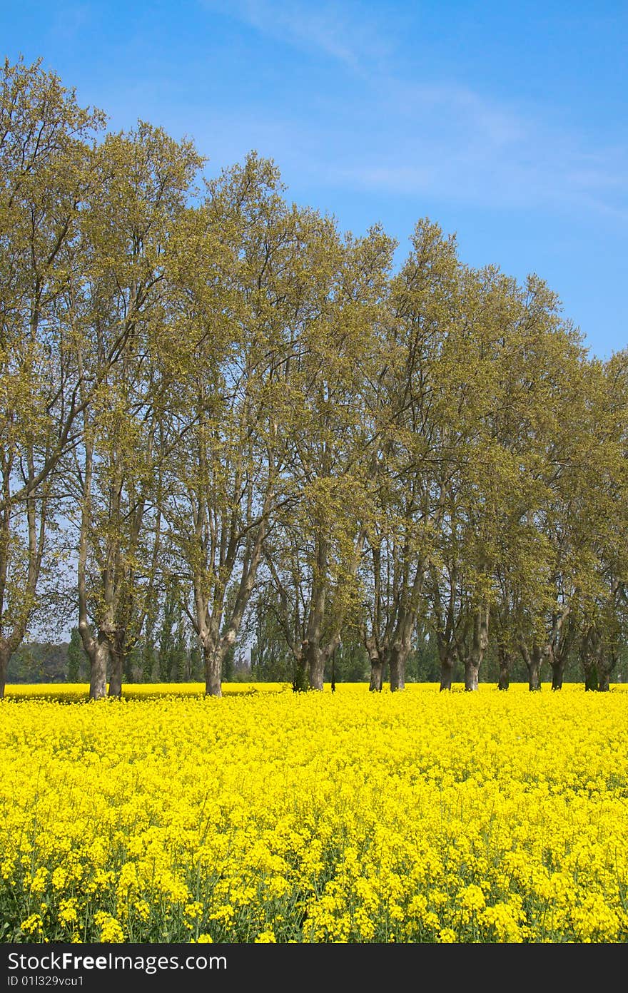 Rapeseed Field