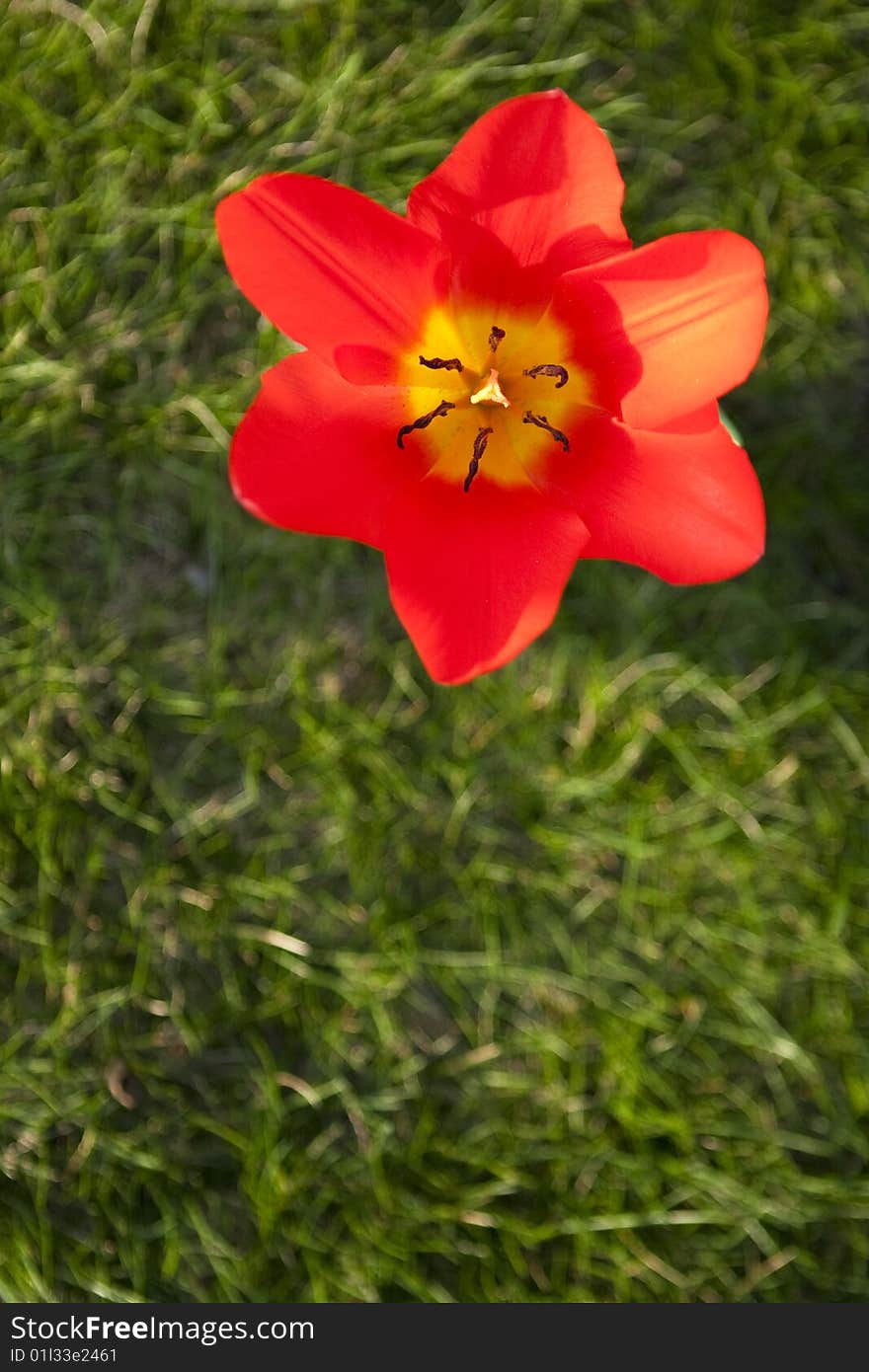 Spring flowers growing in the garden.