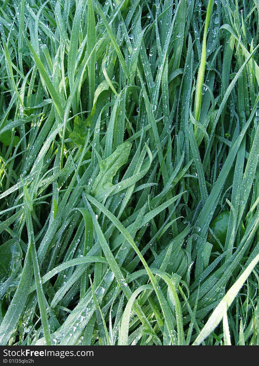 Drops of water and fresh grass