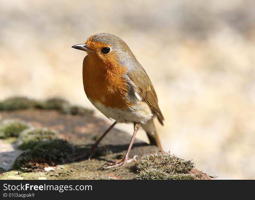 Robin