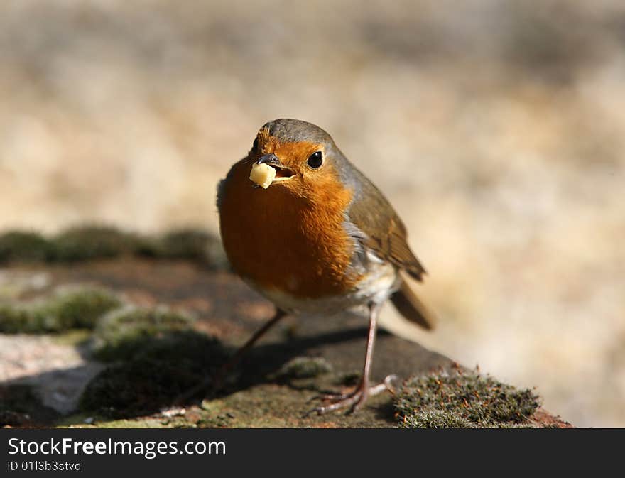 Robin