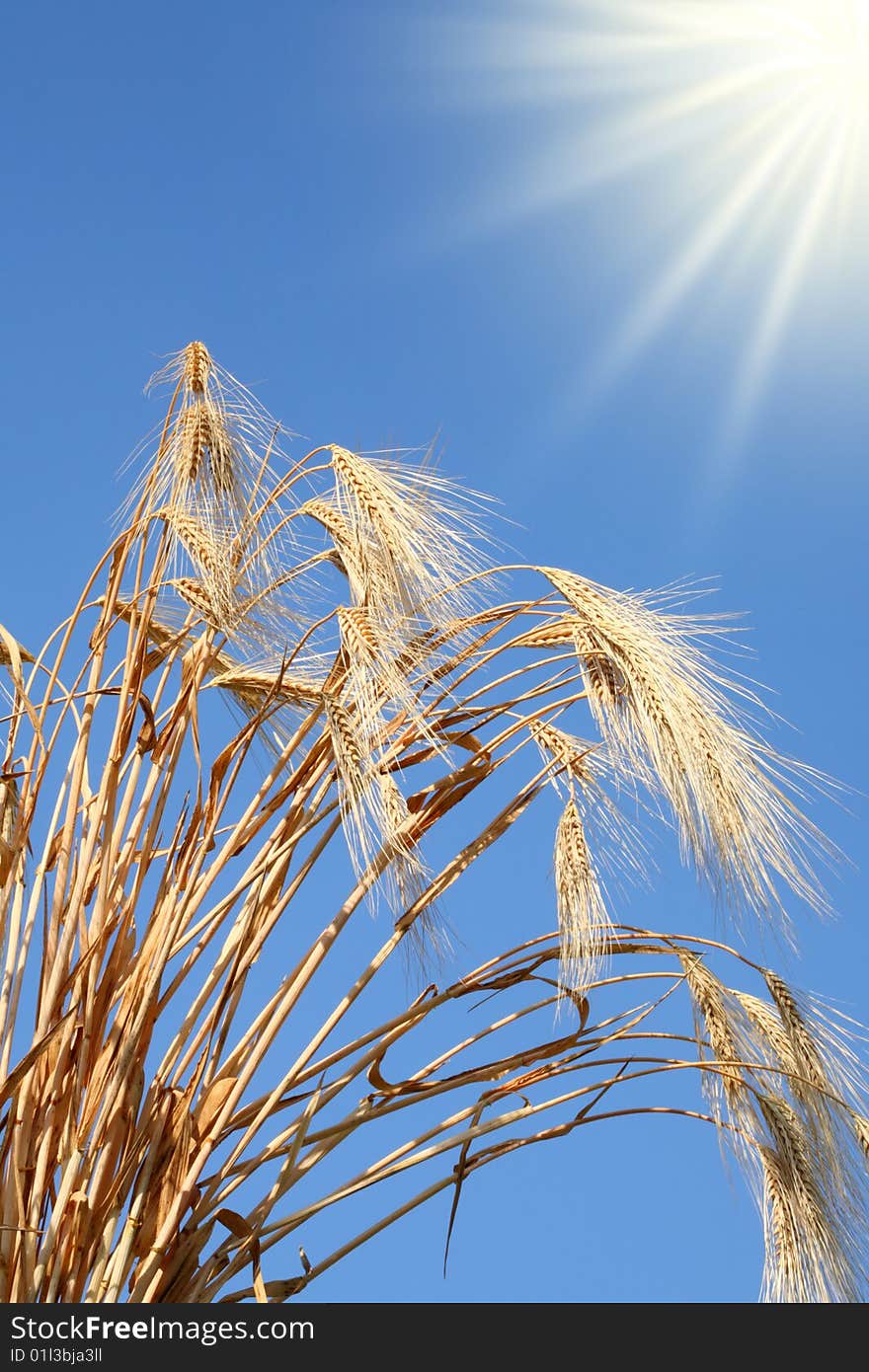 Wheat stems against a blue sky. Wheat stems against a blue sky.