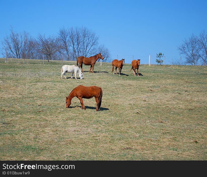 Horses grazing in the countryside. Horses grazing in the countryside