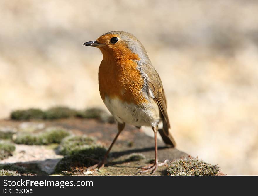 Robin