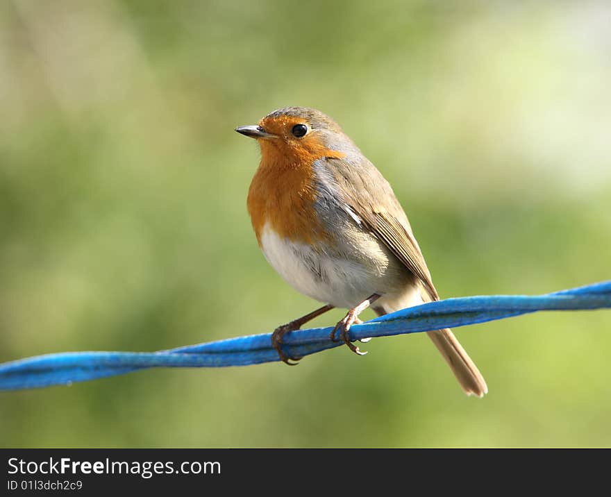 Robin