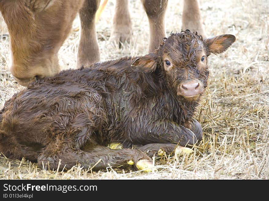 Young Calf