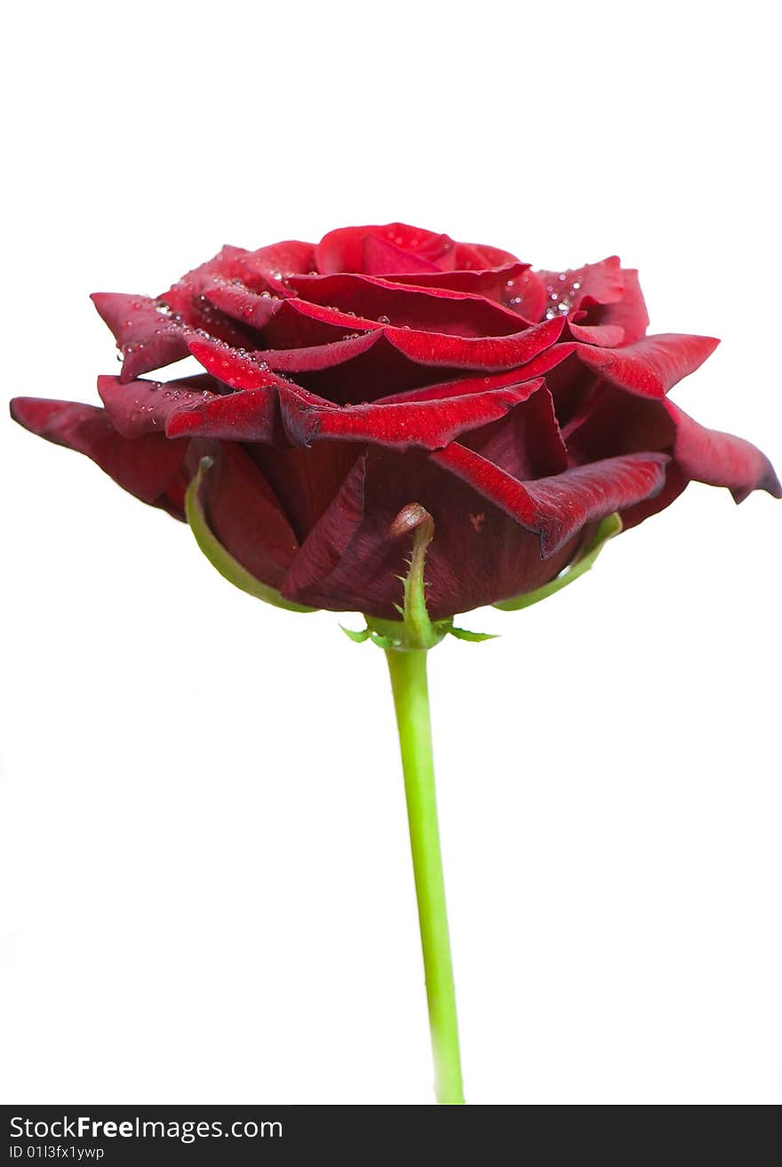 Beautiful close-up rose with water drops removed close up on a light background