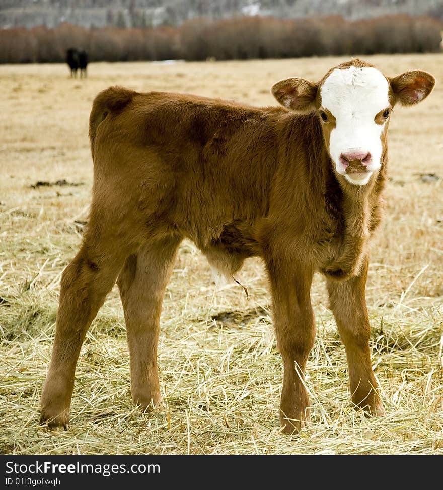 Young calf