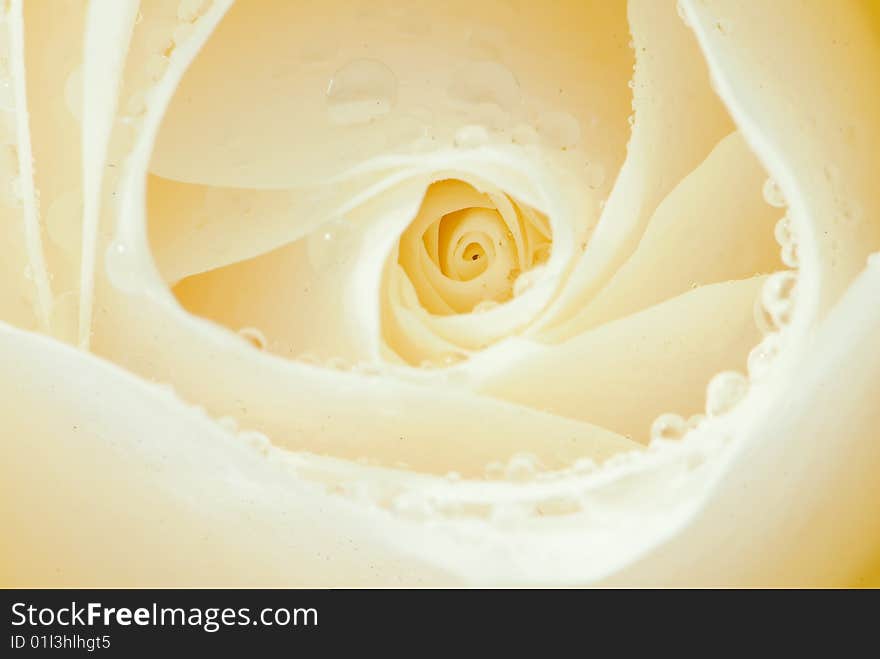 Beautiful close-up rose with water drops removed close up on a light background