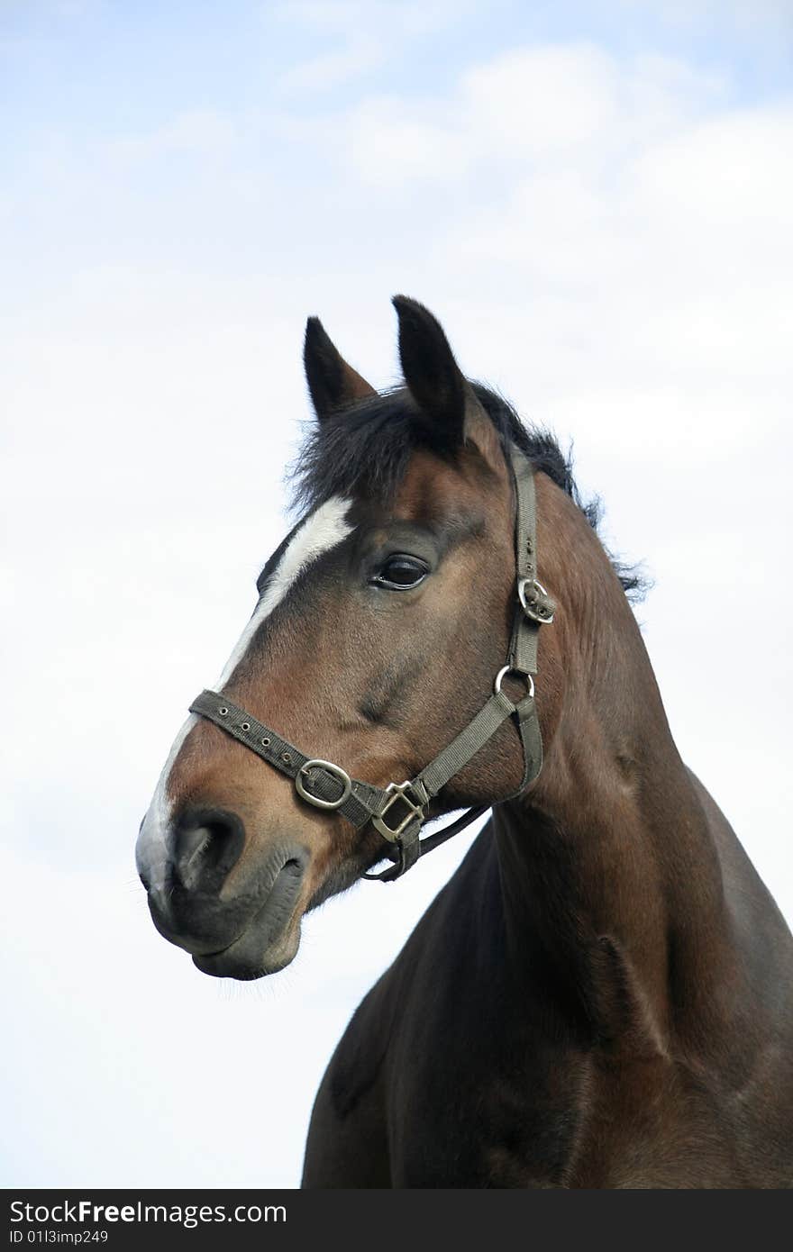 Brown horse looking very handsome against the blue sky. Brown horse looking very handsome against the blue sky