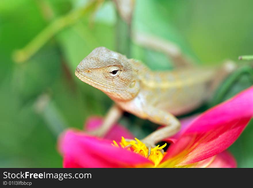 Chameleon sticking to colored flowers.