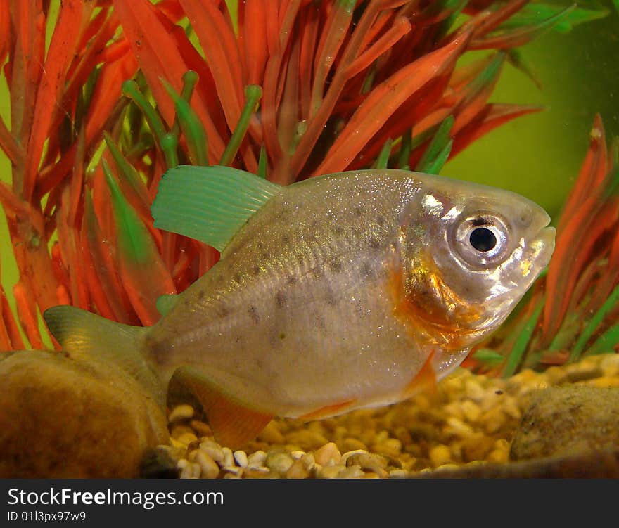 Piranha the most blood-thirsty covey fish in the world