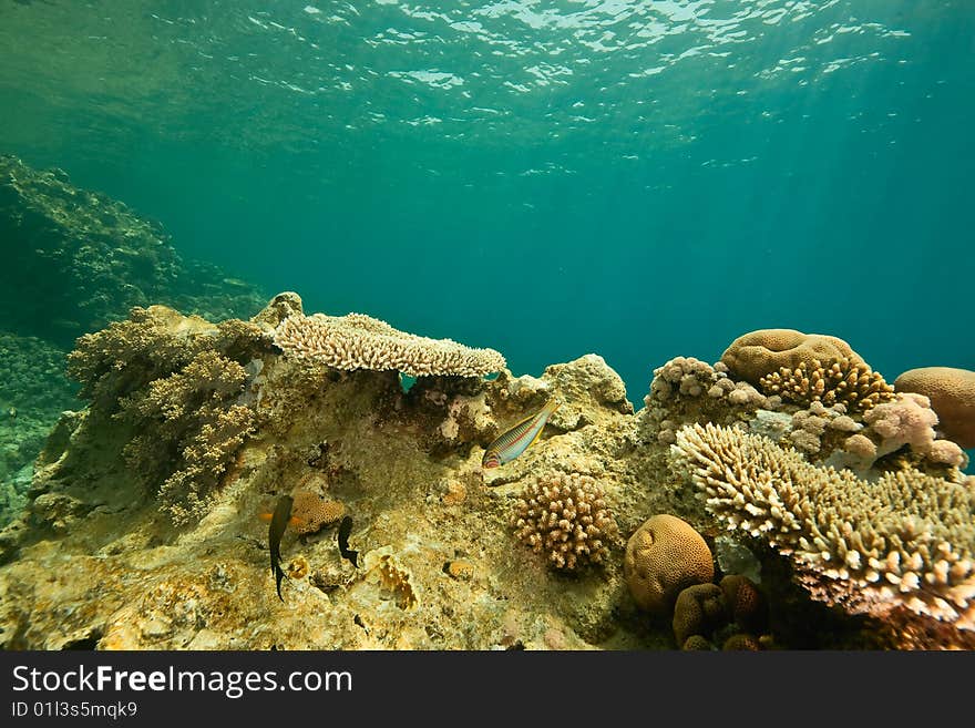 Coral and fish around Sha ab Mahmud