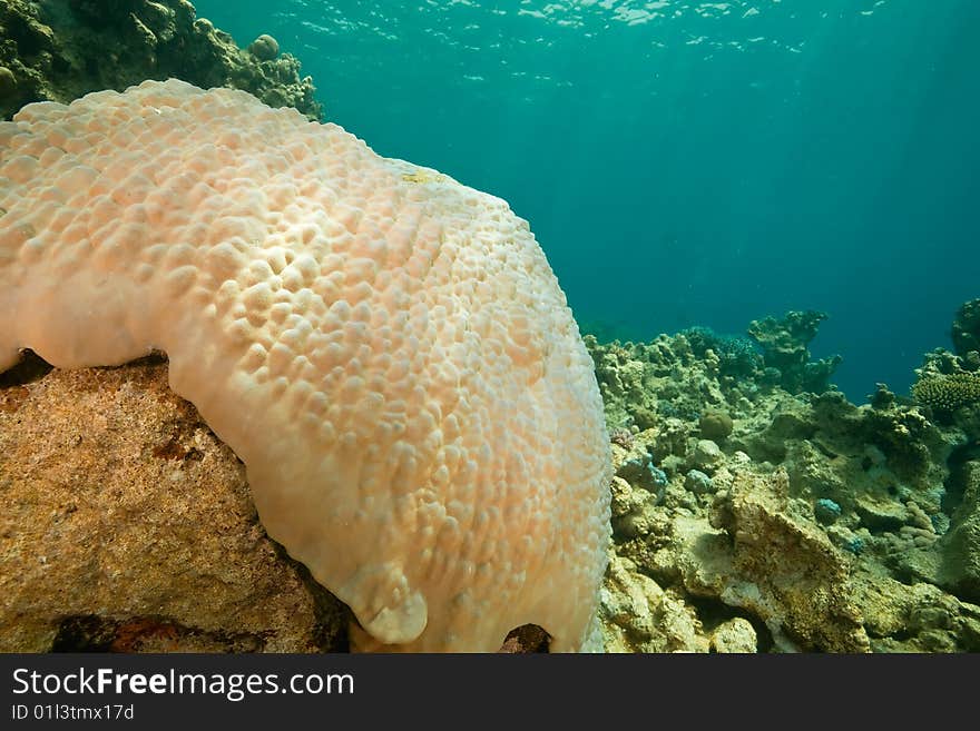 Coral and fish around Sha ab Mahmud