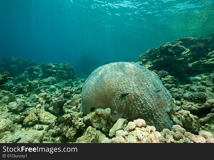 Coral and fish around Sha ab Mahmud