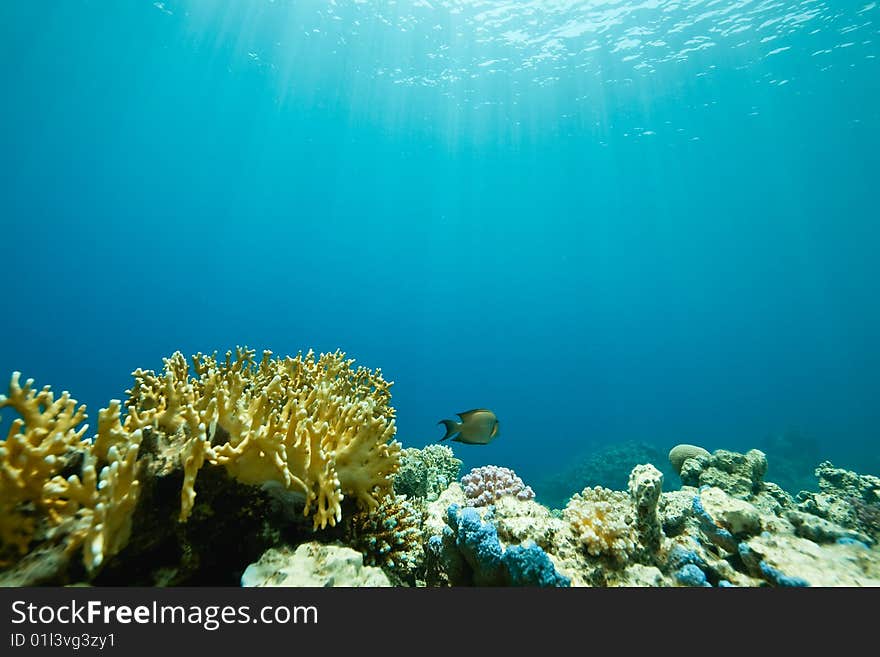 Coral and fish around Sha ab Mahmud