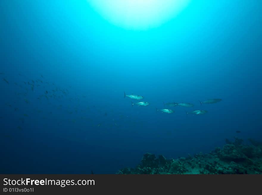 Coral and fish around Sha ab Mahmud