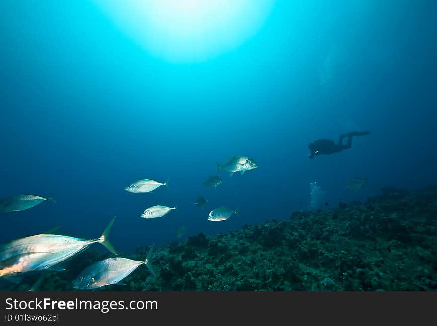 Coral and fish around Sha ab Mahmud