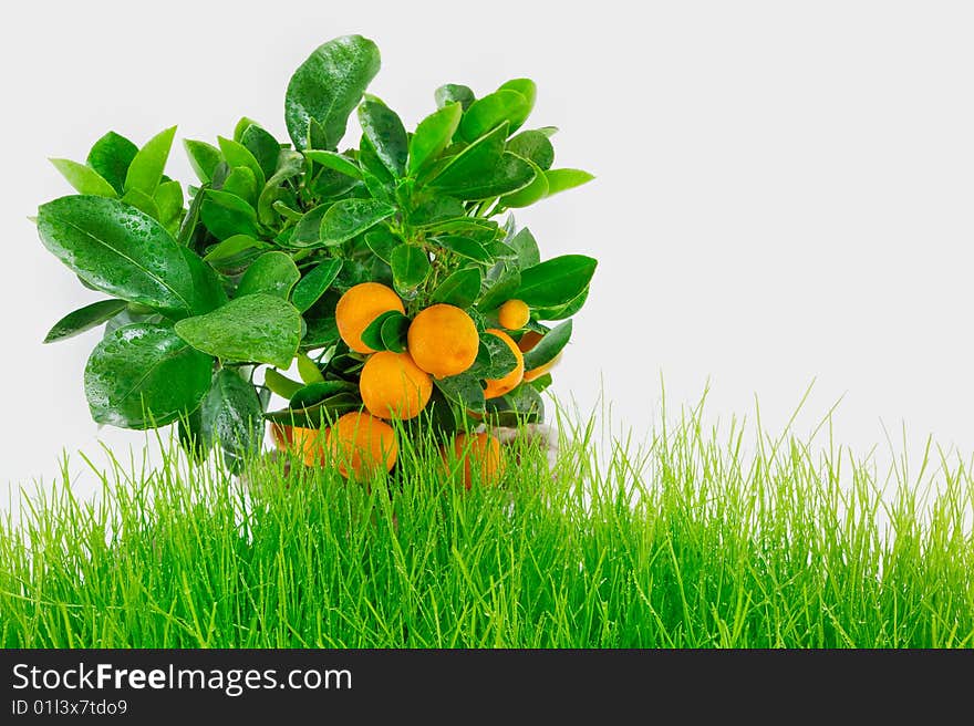 Oranges on a wet branch on a green hill. Oranges on a wet branch on a green hill