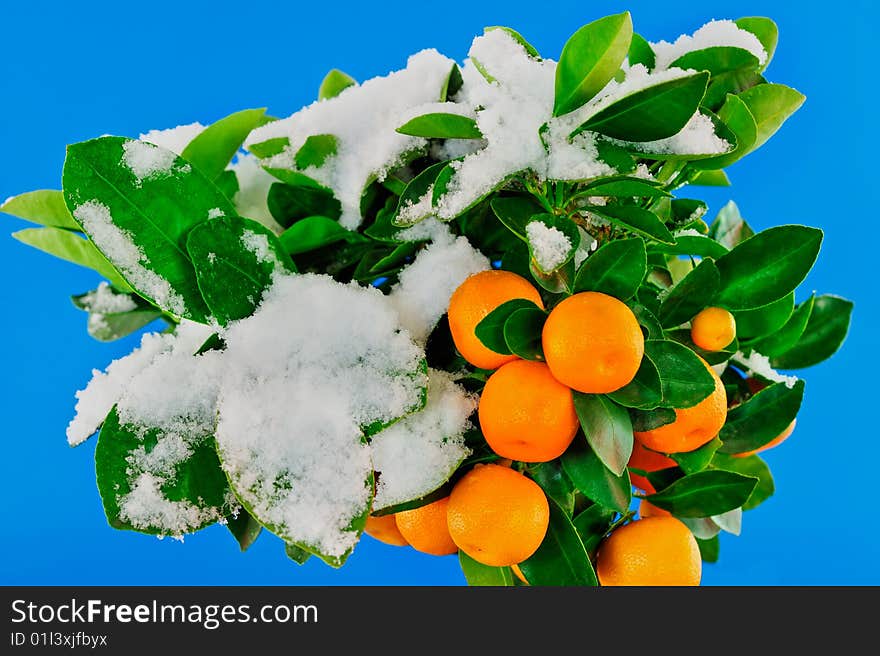 Ripe oranges on the tree under the snow. Ripe oranges on the tree under the snow