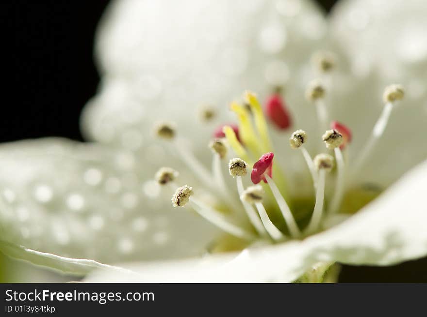 Beautiful Blossoms