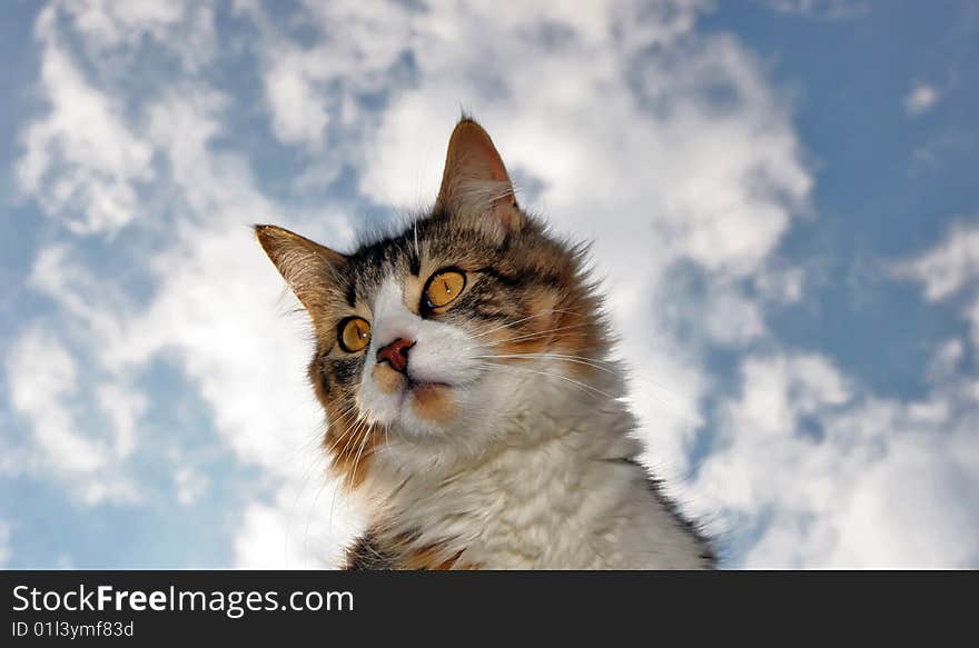 Cat And Clouds