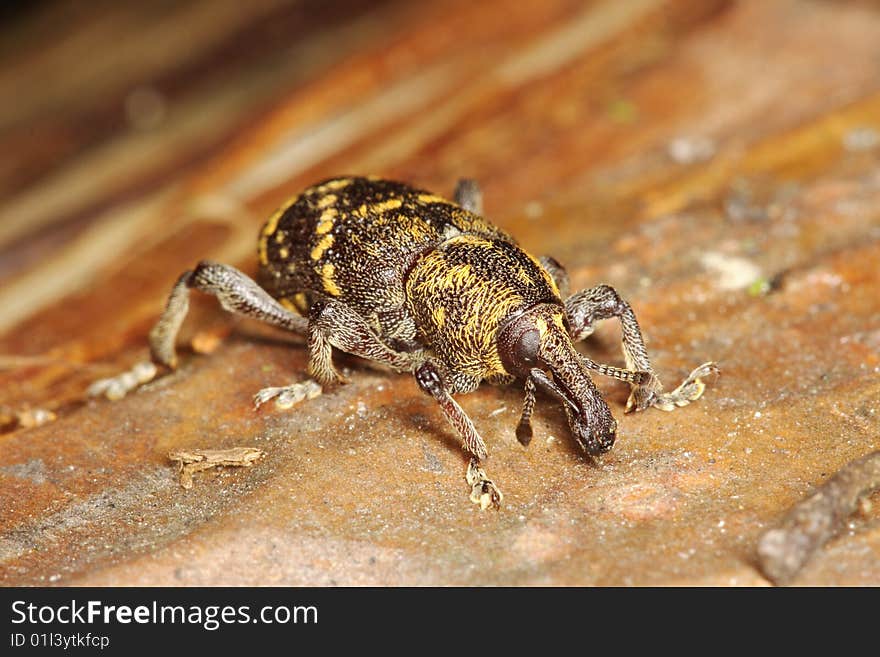 Pine weevil (Hylobius abietis) on a Scots pine trunk, Poland