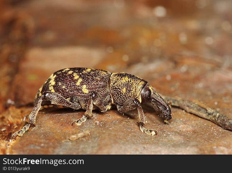 Pine weevil (Hylobius abietis) on a Scots pine trunk, Poland