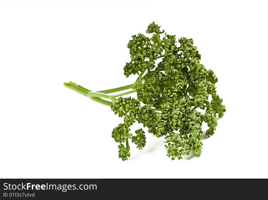 Parsley green leaf closeup on white background