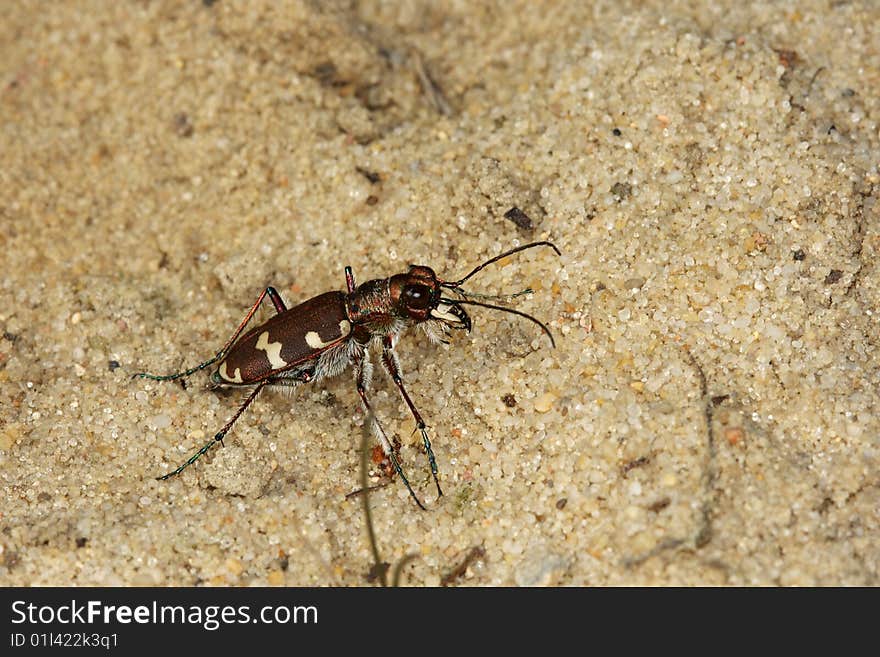 Northern dune tiger beetle (Cicindela hybrida) hunting for prey insects