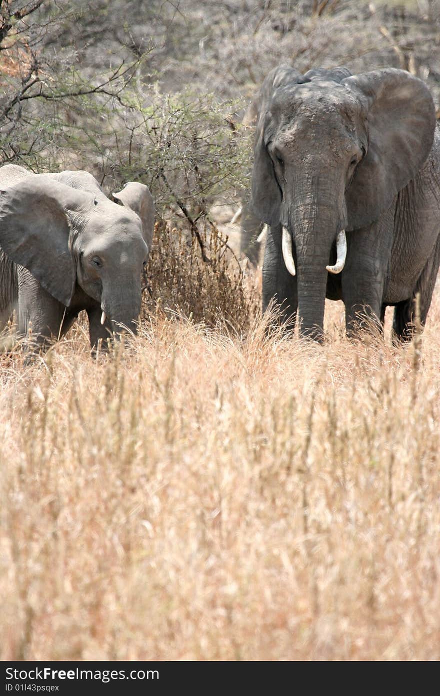 Old and young african elephants on a savanna (Tarangire National Park, Tanzania). Old and young african elephants on a savanna (Tarangire National Park, Tanzania)