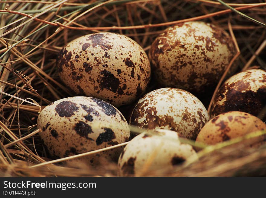 Close up view of the quail nest. Close up view of the quail nest.