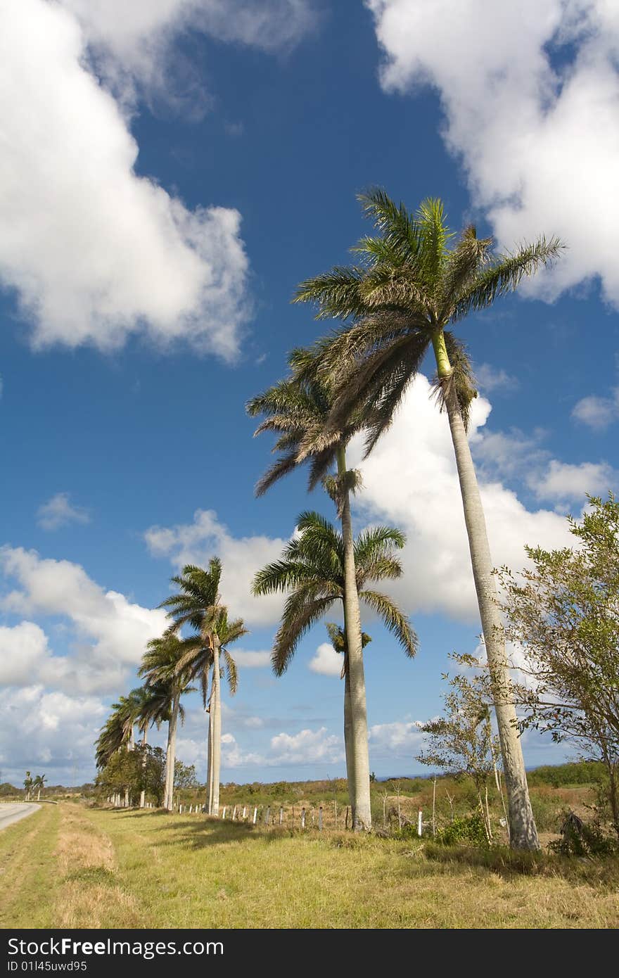 Palm Trees In A Side Of The Highway