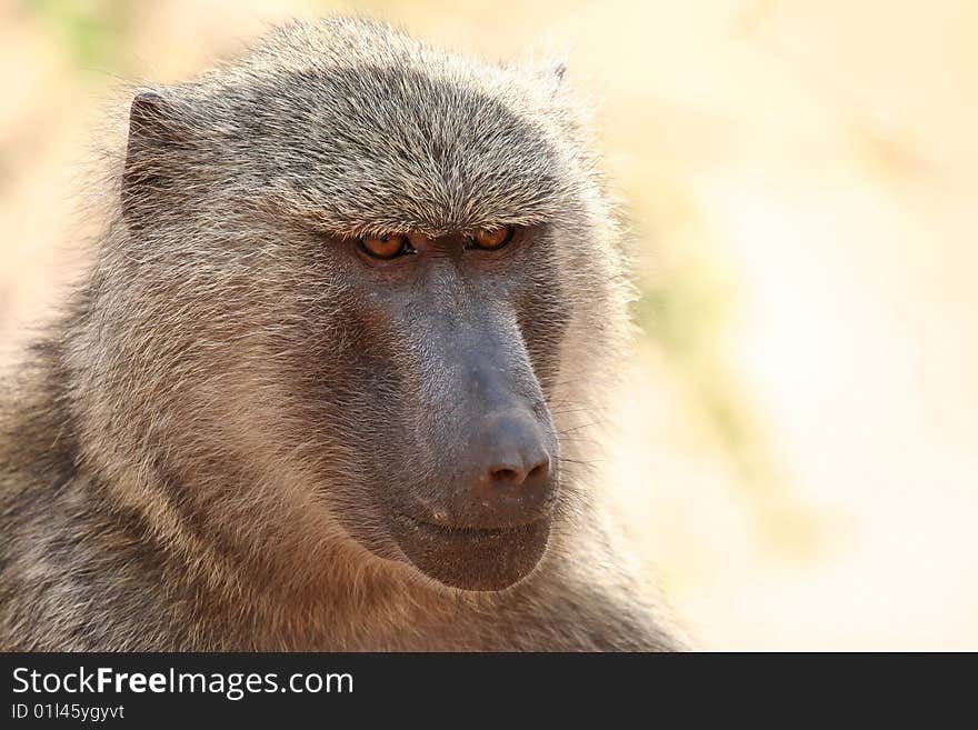 Olive Baboon (Papio anubis), Tarangire National Park, Tanzania