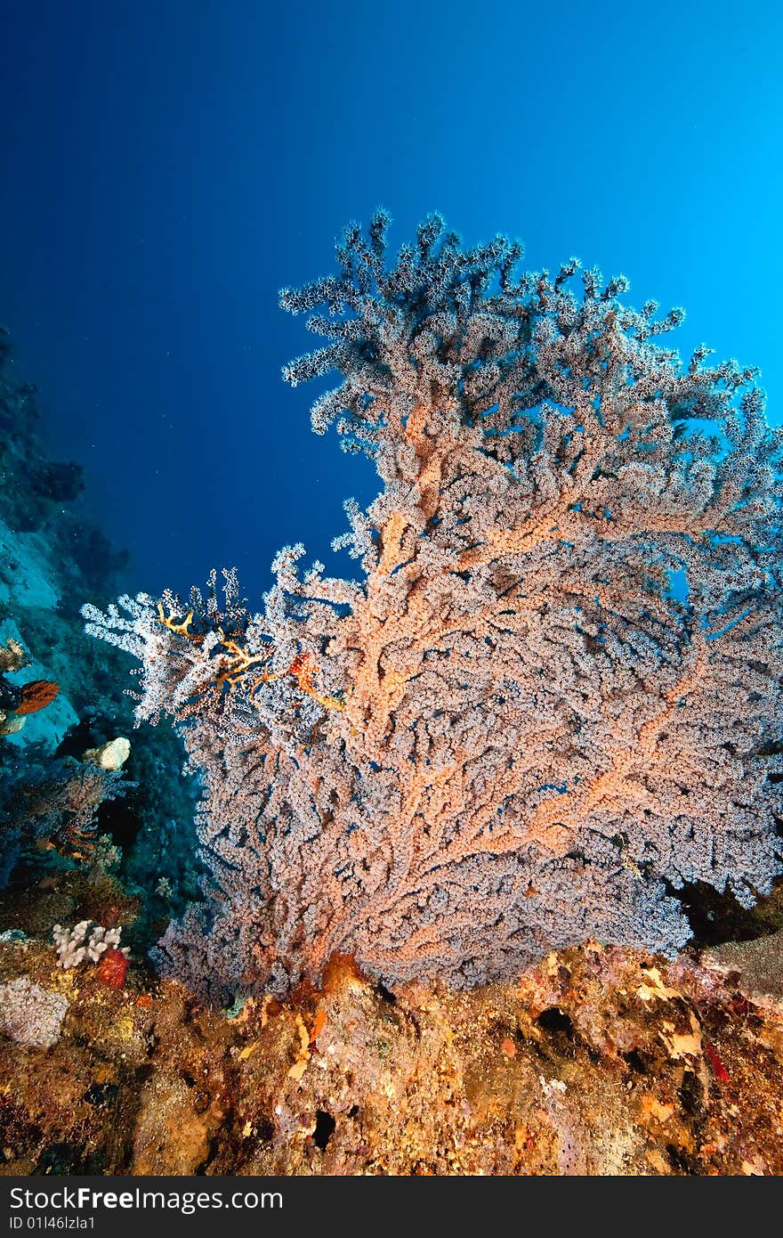 Coral and fish around Sha ab Mahmud