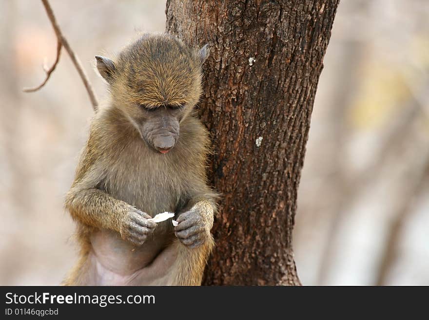 Young Olive Baboon (Papio anubis) sitting on a tree in Tarangire National Park, Kenya. Young Olive Baboon (Papio anubis) sitting on a tree in Tarangire National Park, Kenya