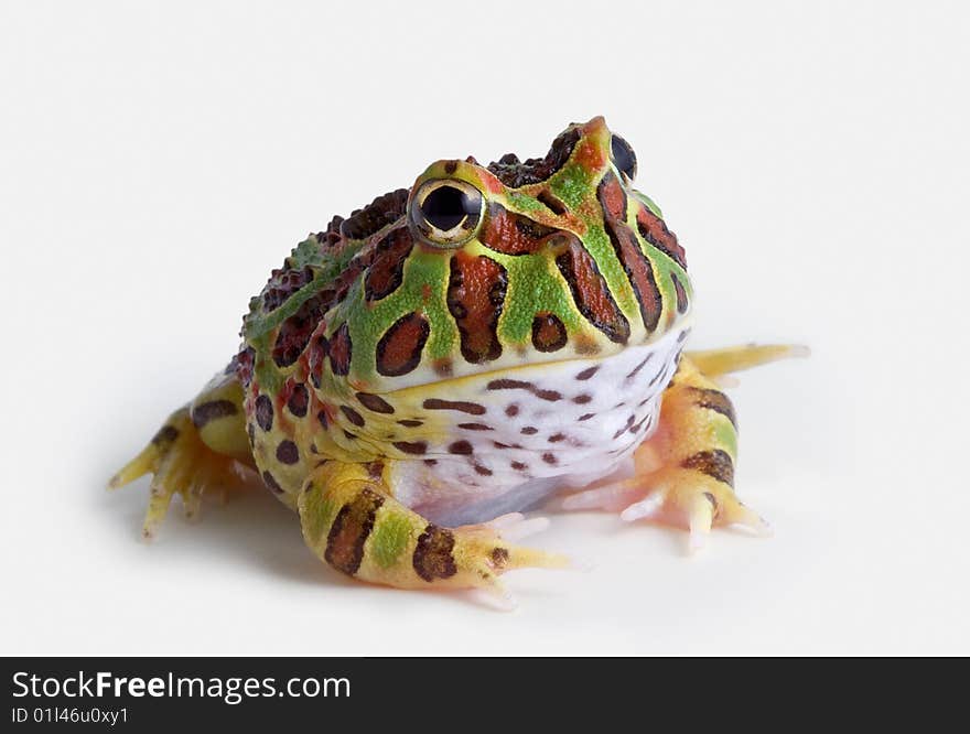 A baby ornate horned frog is sitting on a white background. A baby ornate horned frog is sitting on a white background.