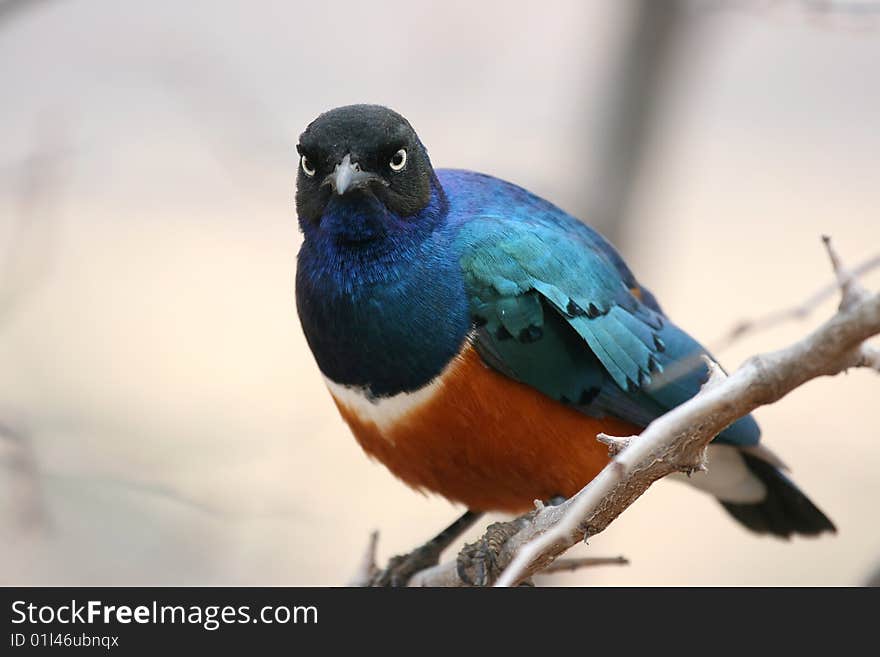 Superb Starling (Lamprotornis superbus), Tarangire National Park, Tanzania