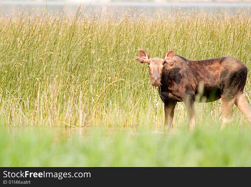 A cow moose gets a drink in the swamp. A cow moose gets a drink in the swamp.