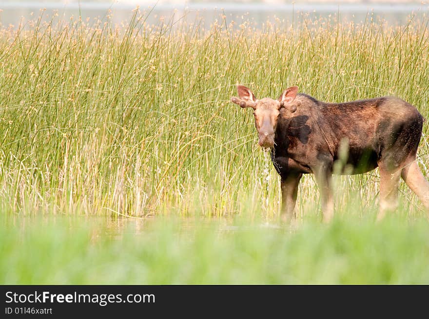 Moose in the swamp