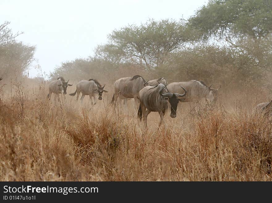 Wildebeests