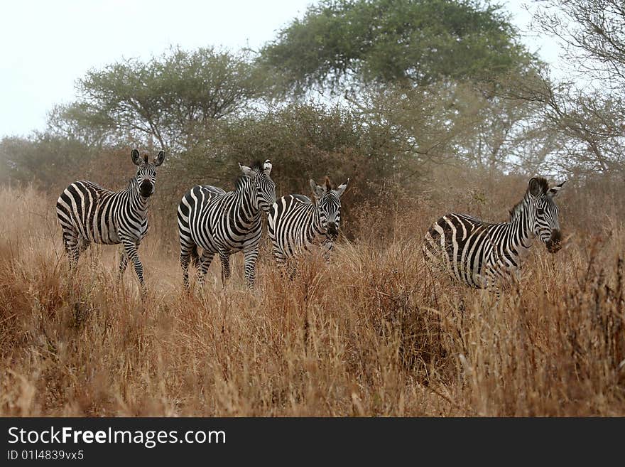 Zebras (Equus quagga) in Tarangire National Park, Tanzania