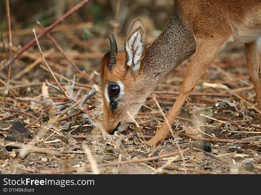 Head of a dikdik antelope grazing in Tarangire National Park, Tanzania. Head of a dikdik antelope grazing in Tarangire National Park, Tanzania