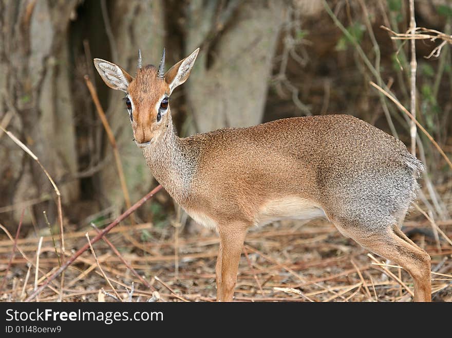 Dikdik antelope in Tarangire National Park, Tanzania